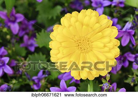 Marigold (Calendula officinalis), Switzerland, Europe View Large Photo Image Stock Image - Marigold (Calendula officinalis), Switzerland, Europe. Fotosearch