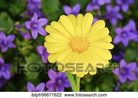 Marigold (Calendula officinalis), Switzerland, Europe View Large Photo Image Stock Image - Marigold (Calendula officinalis), Switzerland, Europe. Fotosearch