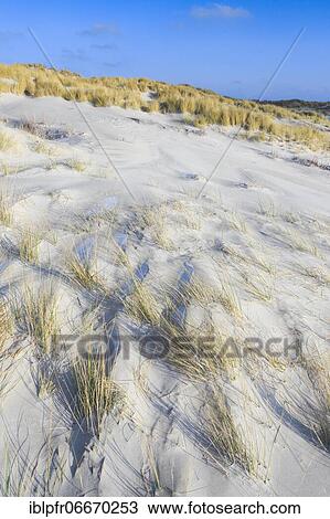 Marram Grass, Helgoland/Dune, Germany, Europe View Large Photo Image Stock Image - Marram Grass, Helgoland/Dune, Germany, Europe. Fotosearch