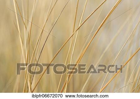 Stock Image - Marram Grass, island dune, Helgoland, Germany, Europe. Fotosearch