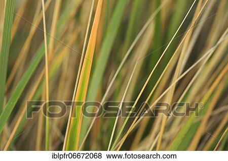 Marram Grass, island dune, Helgoland, Germany, Europe View Large Photo Image Stock Photo - Marram Grass, island dune, Helgoland, Germany, Europe. Fotosearch