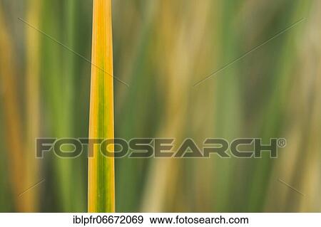 Marram Grass, island dune, Helgoland, Germany, Europe View Large Photo Image Stock Photo - Marram Grass, island dune, Helgoland, Germany, Europe. Fotosearch