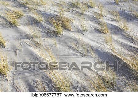 Marram Grass, island dune, Helgoland, Germany, Europe View Large Photo Image Stock Photo - Marram Grass, island dune, Helgoland, Germany, Europe. Fotosearch