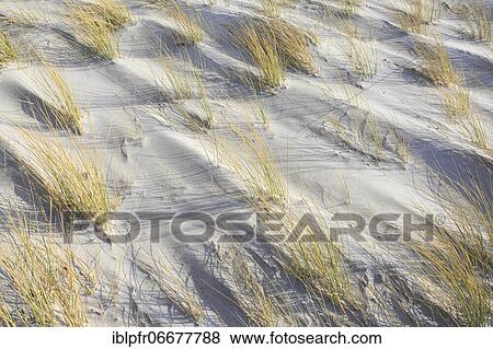 Stock Photo - Marram Grass, island dune, Helgoland, Germany, Europe. Fotosearch