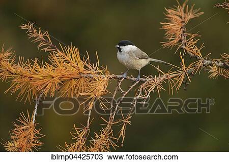 Marsh Tit (Poecile palustris), adult perched on autumn branch of European Larch (Larix decidua), Oberaegeri, Switzerland, Europe View Large Photo Image Stock Image - Marsh Tit (Poecile palustris), adult perched on autumn branch of European Larch (Larix decidua), Oberaegeri, Switzerland, Europe. Fotosearch
