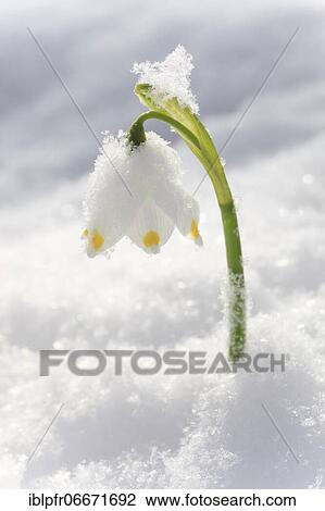 Marzenbecher, Switzerland, Europe View Large Photo Image Stock Image - Marzenbecher, Switzerland, Europe. Fotosearch