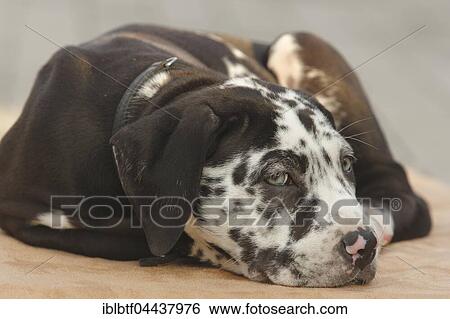 Mastiff laying on the floor, 10 weeks old, Perro de Presa Canario Breed, North Rhine-Westphalia, Germany, Europe View Large Photo Image Stock Photograph - Mastiff laying on the floor, 10 weeks old, Perro de Presa Canario Breed, North Rhine-Westphalia, Germany, Europe. Fotosearch