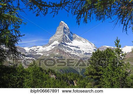 Matterhorn and larch forest in summer, Valais, Switzerland, Europe View Large Photo Image Stock Image - Matterhorn and larch forest in summer, Valais, Switzerland, Europe. Fotosearch