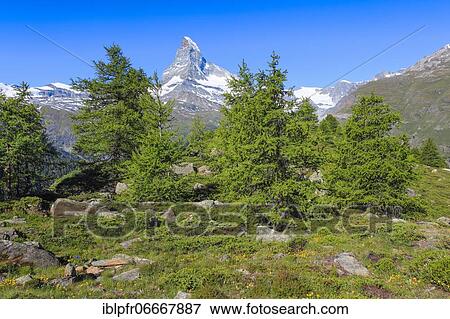 Stock Photo - Matterhorn and larch forest in summer, Valais, Switzerland, Europe. Fotosearch