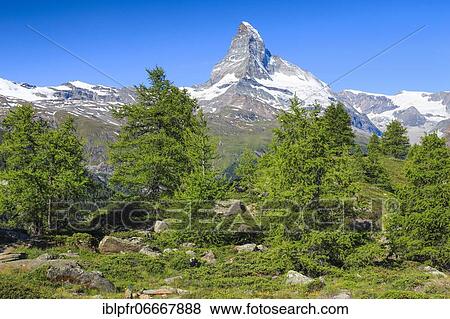 Matterhorn and larch forest in summer, Valais, Switzerland, Europe View Large Photo Image Stock Photo - Matterhorn and larch forest in summer, Valais, Switzerland, Europe. Fotosearch
