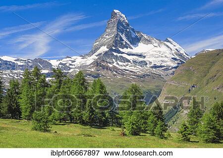 Matterhorn and larch forest in summer, Valais, Switzerland, Europe View Large Photo Image Stock Photo - Matterhorn and larch forest in summer, Valais, Switzerland, Europe. Fotosearch