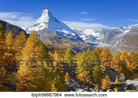 Picture - Matterhorn and larch, Valais, Switzerland, Europe. Fotosearch