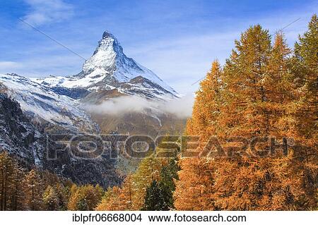 Picture - Matterhorn and larch, Valais, Switzerland, Europe. Fotosearch