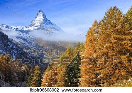 Stock Image - Matterhorn and larch, Valais, Switzerland, Europe. Fotosearch