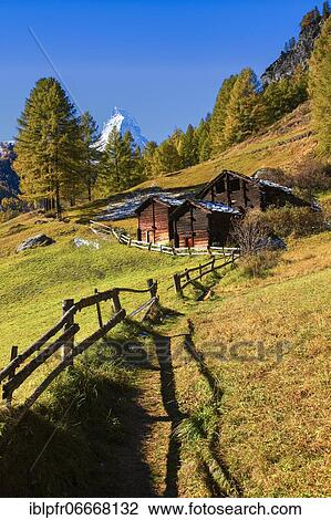 Stock Image - Matterhorn and larch, Valais, Switzerland, Europe. Fotosearch