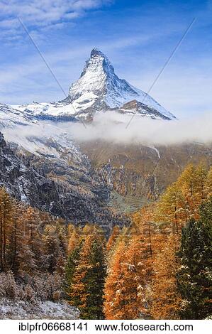 Matterhorn and larch, Valais, Switzerland, Europe View Large Photo Image Stock Image - Matterhorn and larch, Valais, Switzerland, Europe. Fotosearch