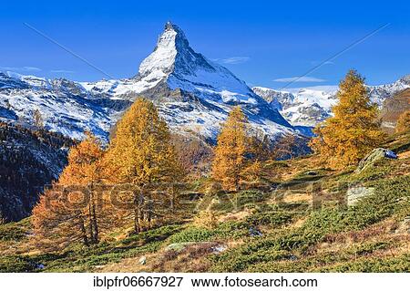 Stock Photo - Matterhorn and larch, Valais, Switzerland, Europe. Fotosearch