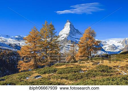 Matterhorn and larch, Valais, Switzerland, Europe View Large Photo Image Stock Photo - Matterhorn and larch, Valais, Switzerland, Europe. Fotosearch