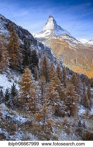 Stock Photo - Matterhorn and larch, Valais, Switzerland, Europe. Fotosearch