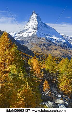 Matterhorn and larch, Valais, Switzerland, Europe View Large Photo Image Stock Photo - Matterhorn and larch, Valais, Switzerland, Europe. Fotosearch