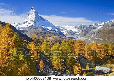 Stock Photo - Matterhorn and larch, Valais, Switzerland, Europe. Fotosearch
