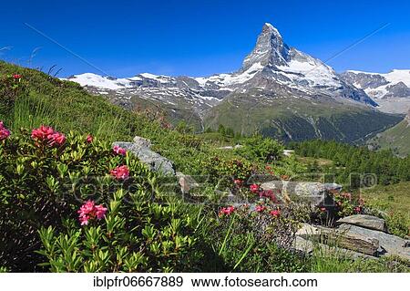 Matterhorn with alpine roses, Valais, Switzerland, Europe View Large Photo Image Stock Photo - Matterhorn with alpine roses, Valais, Switzerland, Europe. Fotosearch