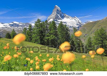 Stock Image - Matterhorn with troll flowers, Valais, Switzerland, Europe. Fotosearch