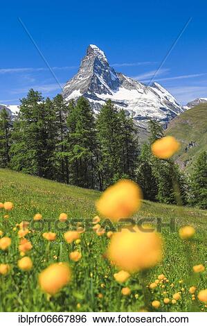Matterhorn with troll flowers, Valais, Switzerland, Europe View Large Photo Image Stock Photograph - Matterhorn with troll flowers, Valais, Switzerland, Europe. Fotosearch