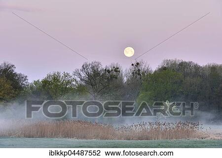 Stock Image - Meadow landscape in the morning mist, full moon, Middle Elbe Biosphere Reserve, Saxony-Anhalt, Germany, Europe. Fotosearch