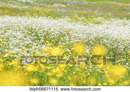 Meagre meadow, Swiss Pre-Alps View Large Photo Image Stock Photography - Meagre meadow, Swiss Pre-Alps. Fotosearch