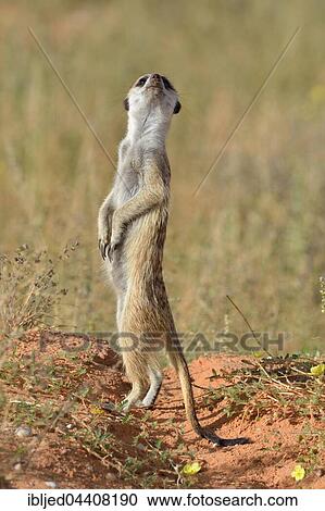 Meerkat (Suricata suricatta), adult standing on a sandy mound, attentive, Kgalagadi Transfrontier Park, Northern Cape, South Africa, Africa View Large Photo Image Stock Image - Meerkat (Suricata suricatta), adult standing on a sandy mound, attentive, Kgalagadi Transfrontier Park, Northern Cape, South Africa, Africa. Fotosearch