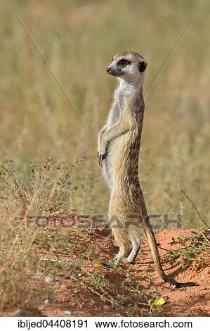 Meerkat (Suricata suricatta), adult standing on a sandy mound, attentive, Kgalagadi Transfrontier Park, Northern Cape, South Africa, Africa View Large Photo Image Stock Image - Meerkat (Suricata suricatta), adult standing on a sandy mound, attentive, Kgalagadi Transfrontier Park, Northern Cape, South Africa, Africa. Fotosearch