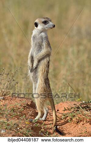 Meerkat (Suricata suricatta), adult standing on a sandy mound, attentive, Kgalagadi Transfrontier Park, Northern Cape, South Africa, Africa View Large Photo Image Stock Photo - Meerkat (Suricata suricatta), adult standing on a sandy mound, attentive, Kgalagadi Transfrontier Park, Northern Cape, South Africa, Africa. Fotosearch