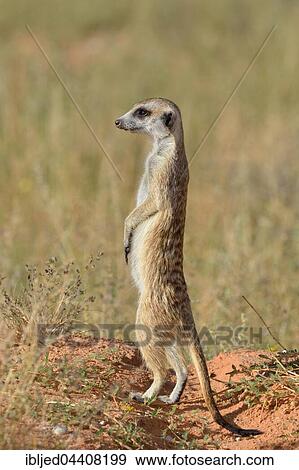 Meerkat (Suricata suricatta), adult standing on a sandy mound, attentive, Kgalagadi Transfrontier Park, Northern Cape, South Africa, Africa View Large Photo Image Stock Photo - Meerkat (Suricata suricatta), adult standing on a sandy mound, attentive, Kgalagadi Transfrontier Park, Northern Cape, South Africa, Africa. Fotosearch