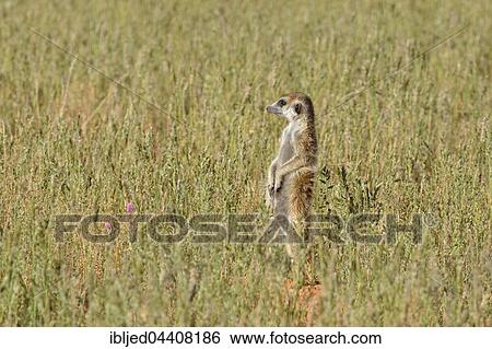 Meerkat (Suricata suricatta), adult standing in high grass, attentive, Kgalagadi Transfrontier Park, Northern Cape, South Africa, Africa View Large Photo Image Stock Photograph - Meerkat (Suricata suricatta), adult standing in high grass, attentive, Kgalagadi Transfrontier Park, Northern Cape, South Africa, Africa. Fotosearch