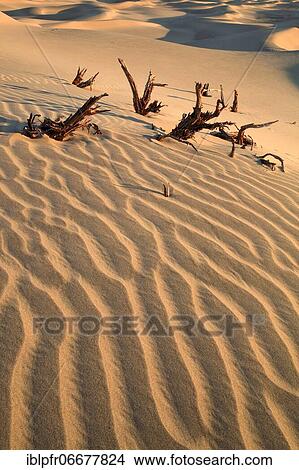 Picture - Mesquite Flats Sand Dunes, Sand Dunes, Death Valley National Park, California, USA, North America. Fotosearch
