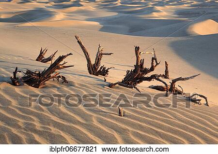 Stock Image - Mesquite Flats Sand Dunes, Sand Dunes, Death Valley National Park, California, USA, North America. Fotosearch