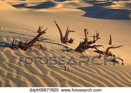 Mesquite Flats Sand Dunes, Sand Dunes, Death Valley National Park, California, USA, North America View Large Photo Image Stock Photography - Mesquite Flats Sand Dunes, Sand Dunes, Death Valley National Park, California, USA, North America. Fotosearch