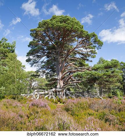 Mighty Scots pine on the edge of the rim trail through the Cairngorms National Park, near Coylumbridge, Scotland, U. K View Large Photo Image Stock Image - Mighty Scots pine on the edge of the rim trail through the Cairngorms National Park, near Coylumbridge, Scotland, U. K. Fotosearch