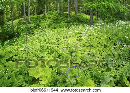 Mixed forest in Appenzell, Switzerland, Europe View Large Photo Image Picture - Mixed forest in Appenzell, Switzerland, Europe. Fotosearch