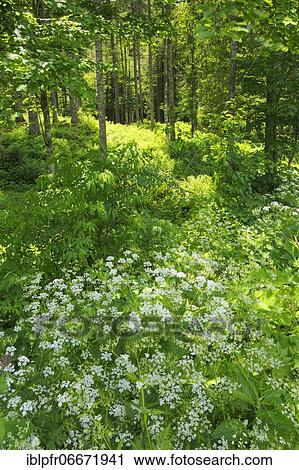 Mixed forest in Appenzell, Switzerland, Europe View Large Photo Image Stock Image - Mixed forest in Appenzell, Switzerland, Europe. Fotosearch