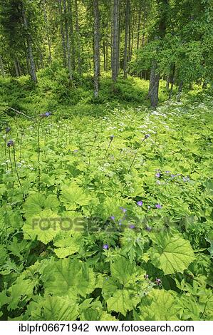 Stock Image - Mixed forest in Appenzell, Switzerland, Europe. Fotosearch
