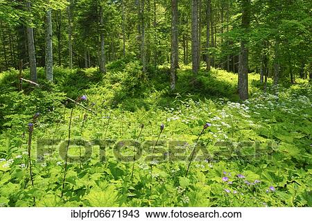 Mixed forest in Appenzell, Switzerland, Europe View Large Photo Image Stock Image - Mixed forest in Appenzell, Switzerland, Europe. Fotosearch