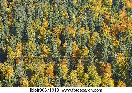Stock Image - Mixed forest in autumn, Switzerland, Europe. Fotosearch