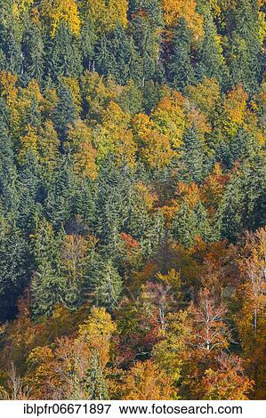 Mixed forest in autumn, Switzerland, Europe View Large Photo Image Stock Photo - Mixed forest in autumn, Switzerland, Europe. Fotosearch