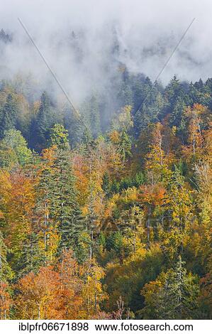 Mixed forest in autumn, Switzerland, Europe View Large Photo Image Stock Photo - Mixed forest in autumn, Switzerland, Europe. Fotosearch
