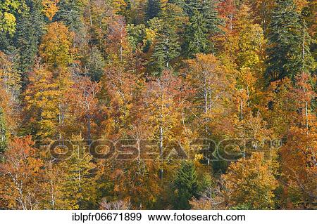 Mixed forest in autumn, Switzerland, Europe View Large Photo Image Stock Photo - Mixed forest in autumn, Switzerland, Europe. Fotosearch