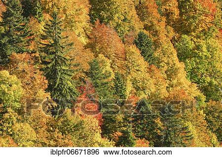 Mixed forest in autumn, Switzerland, Europe View Large Photo Image Stock Photograph - Mixed forest in autumn, Switzerland, Europe. Fotosearch