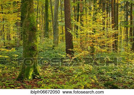 Mixed forest, Zurich Oberland, Switzerland, Europe View Large Photo Image Stock Image - Mixed forest, Zurich Oberland, Switzerland, Europe. Fotosearch