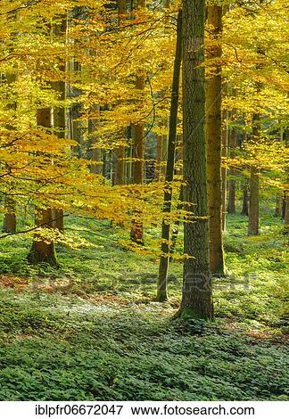 Mixed forest, Zurich Oberland, Switzerland, Europe View Large Photo Image Stock Photo - Mixed forest, Zurich Oberland, Switzerland, Europe. Fotosearch